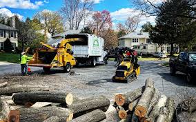 Best Commercial Tree Services  in Darby, PA