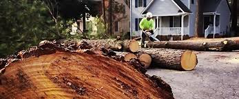 Trusted Darby, PA Tree Care Experts