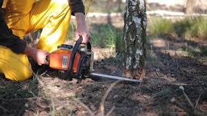 Best Lot and Land Clearing  in Darby, PA