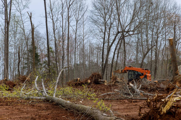 Best Tree Health Inspection  in Darby, PA