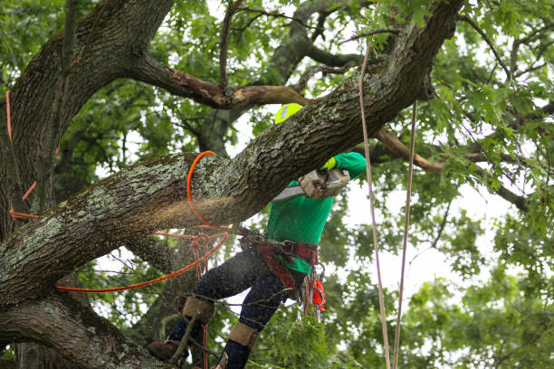 Best Leaf Removal  in Darby, PA