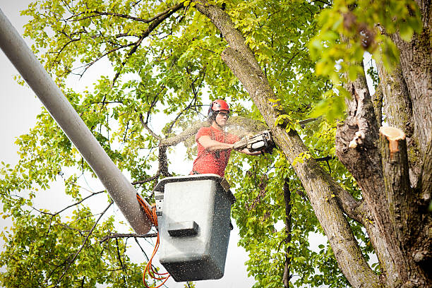 Best Tree Preservation Services  in Darby, PA
