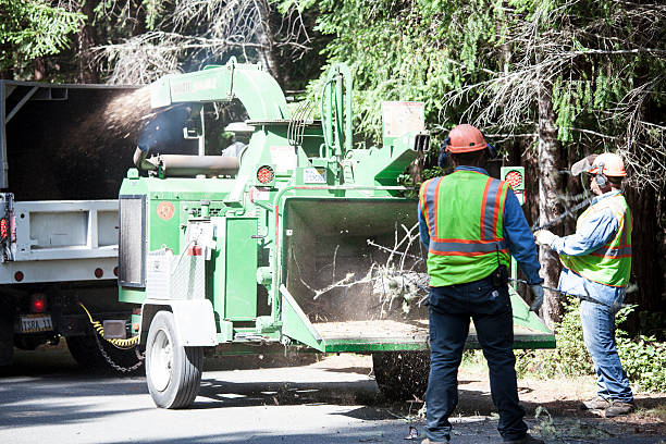 Best Emergency Tree Removal  in Darby, PA