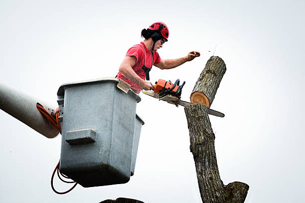 Best Tree and Shrub Care  in Darby, PA