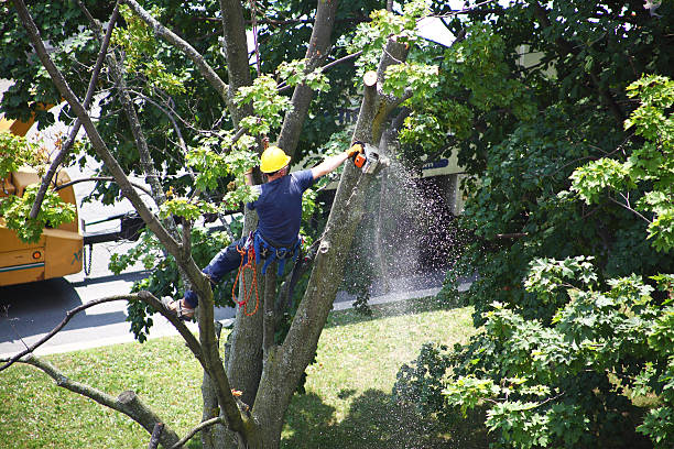 Best Utility Line Clearance  in Darby, PA