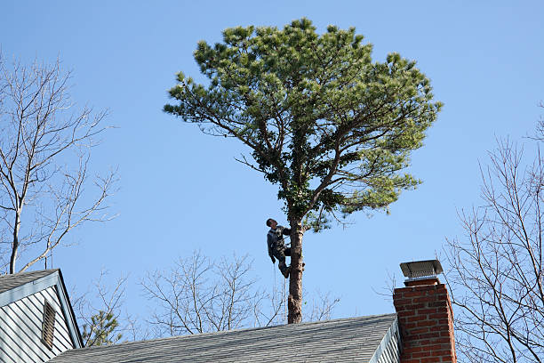 Best Tree Removal  in Darby, PA