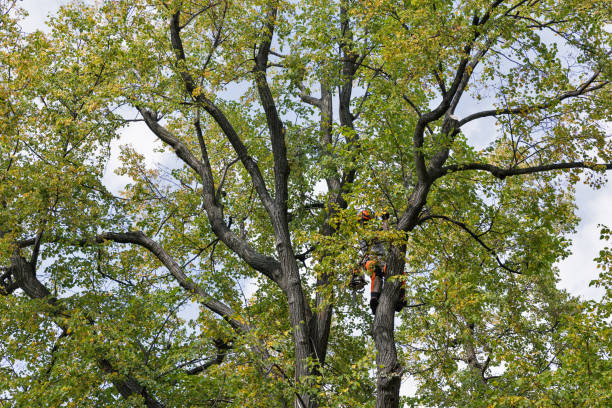 Best Root Management and Removal  in Darby, PA